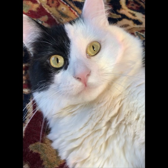 Posher Kathleen ❤️😻”Here, Kitty, kitty” - Picture 3 of 16